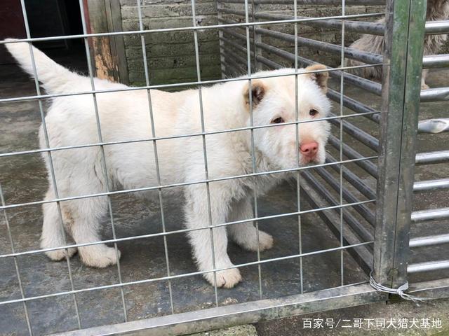如何训练下司幻犬