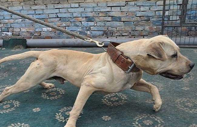 比特犬负重训练方法