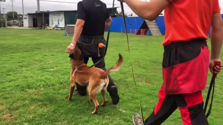 怎么训练犬视频.