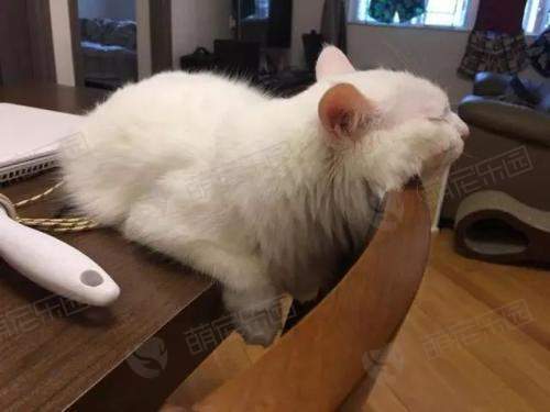 训练猫不上餐桌