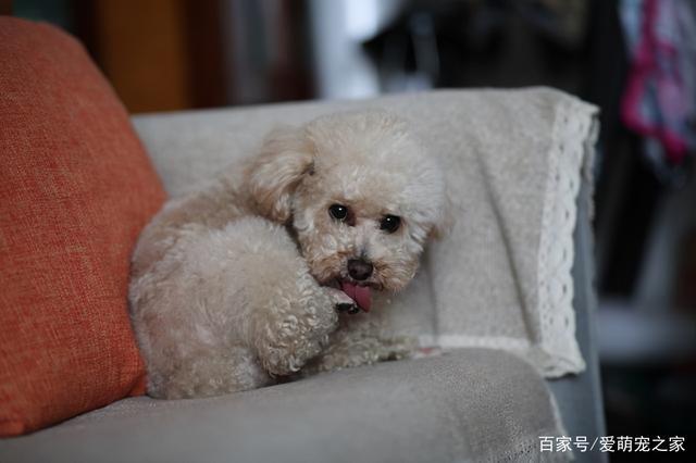 如何训练泰迪在外面拉粑粑