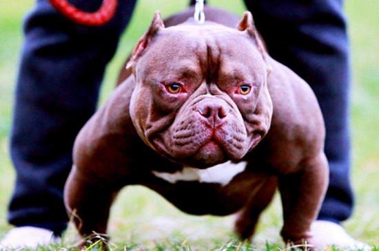 恶霸犬要怎么样训练