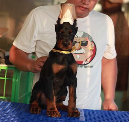 杜宾犬幼犬如何训练视频教程