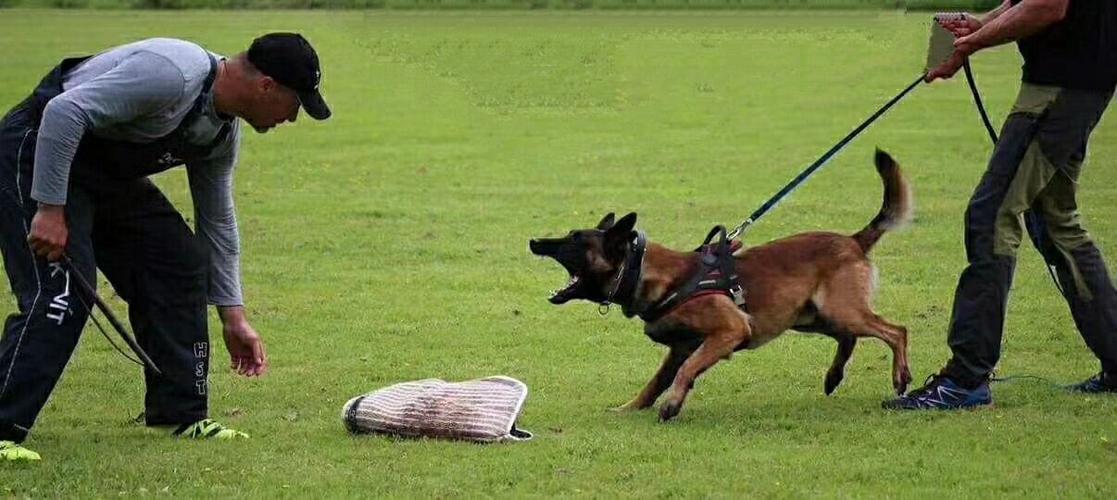 怎么训练马犬弹跳