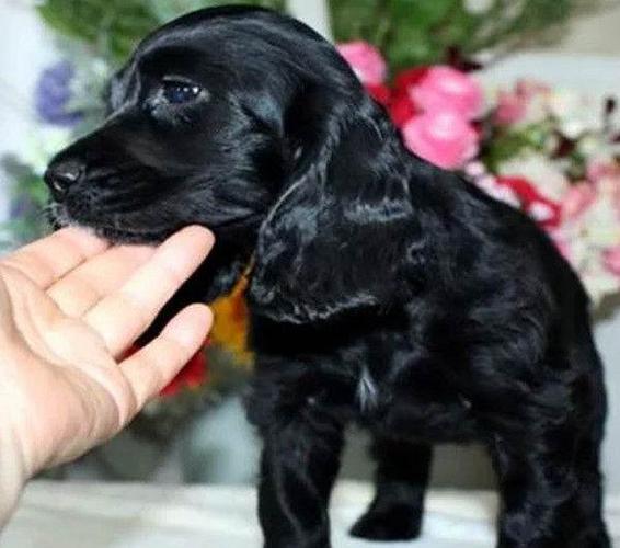 幼犬可卡怎样训练