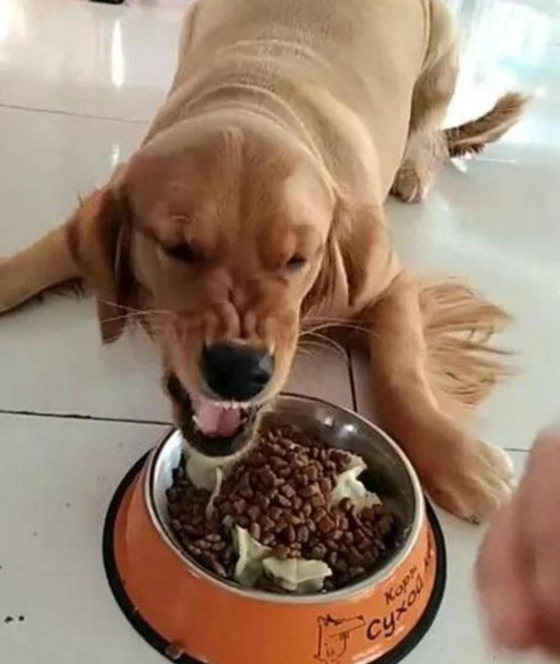 怎么训练狗让他吃在吃