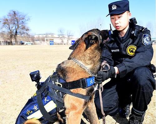 如何将狗训练成警犬