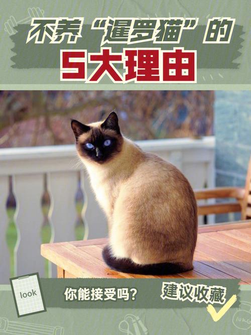 如何训练暹罗猫外出