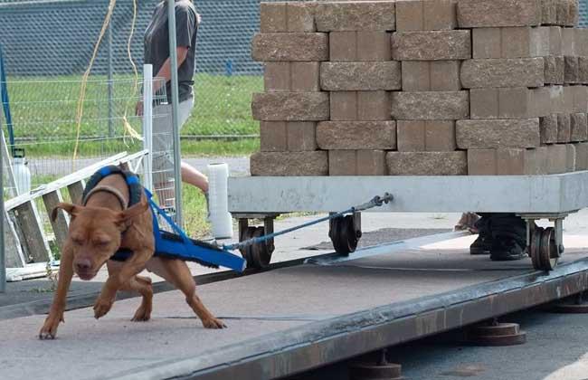 怎么训练犬视频教程全集