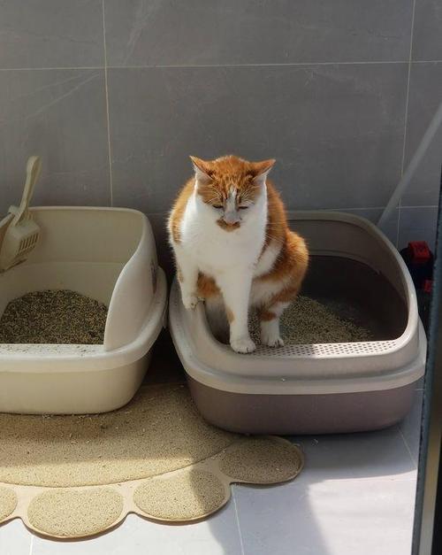 怎祥训练猫大便