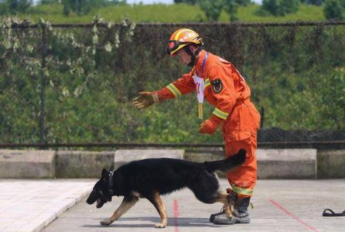 训练搜救犬有那些专业