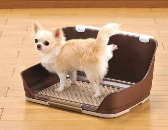 两个月小狗训练大小便