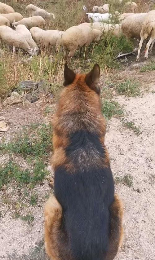 放羊牧羊犬训练方法