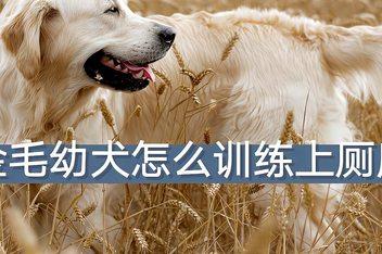 2个月狗狗训练指令