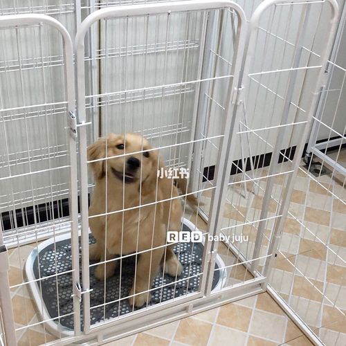 训练小狗住笼子