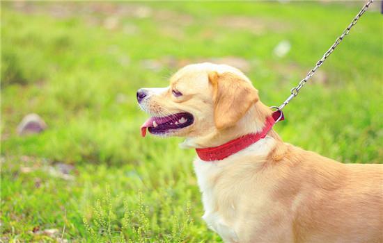一岁的犬怎么训练