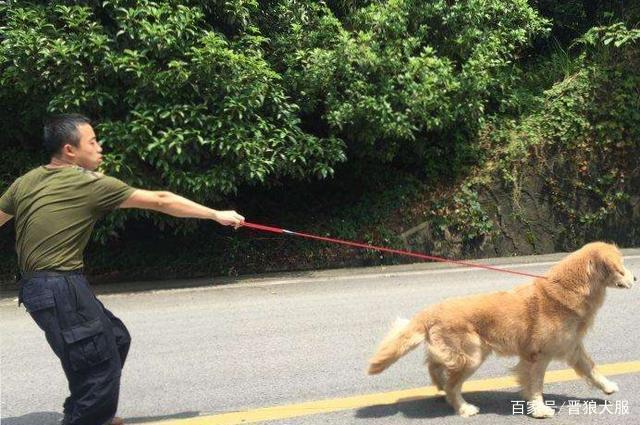 狗狗出门没法训练