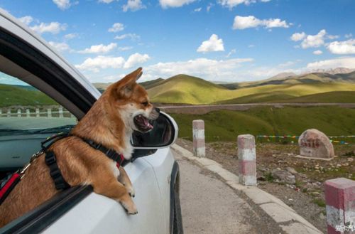 怎么训练狗狗看车
