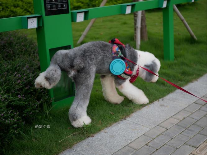 如何训练狗小便