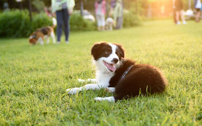 边牧幼犬太活泼好动怎么训练