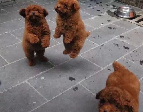 训练泰迪狗教学视频