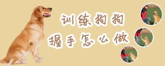 训练狗狗指令