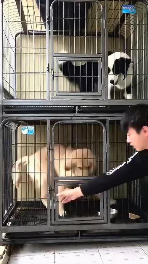 关笼子训练