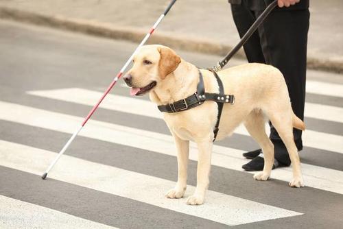 导盲犬训练资质