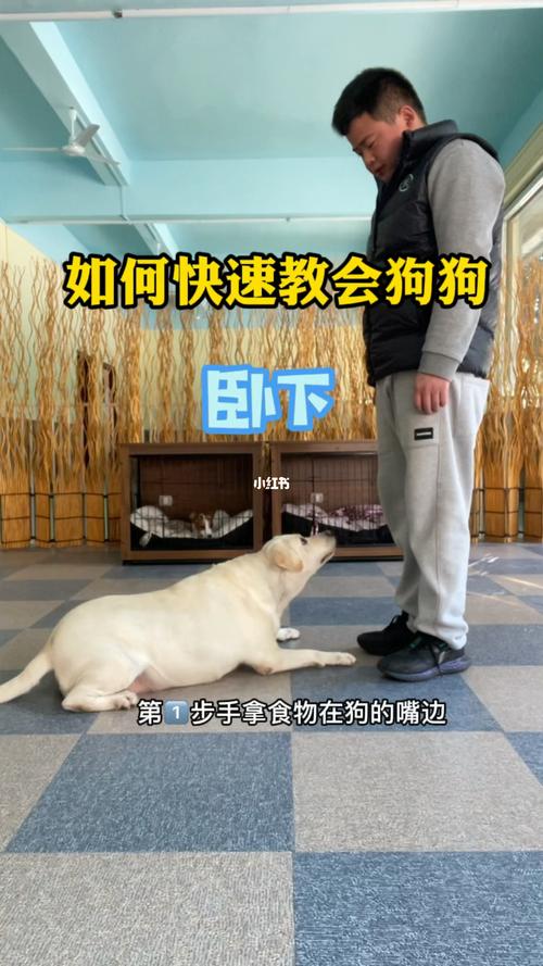 如何训练狗狗卧