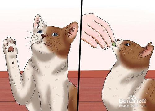 怎样训练猫咪过来