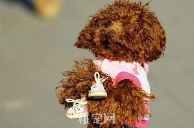 训练小泰迪