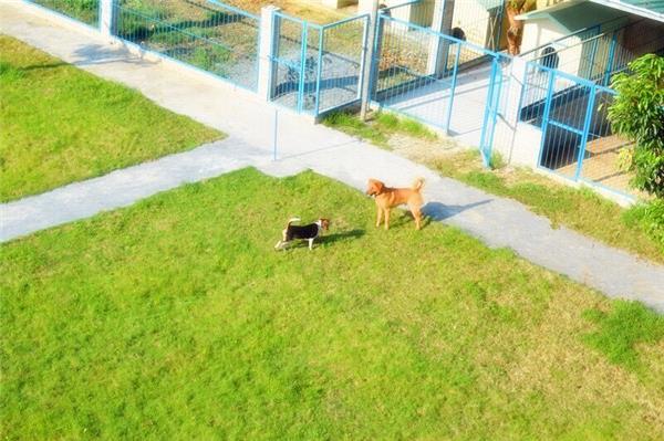 广州那里有犬训练学校