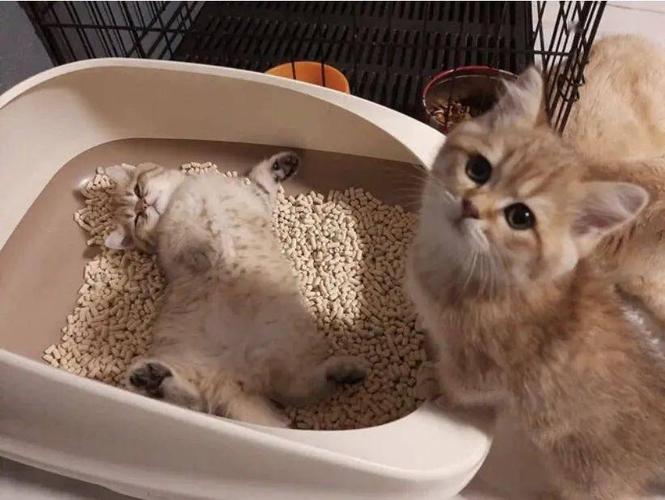 猫咪上厕所训练