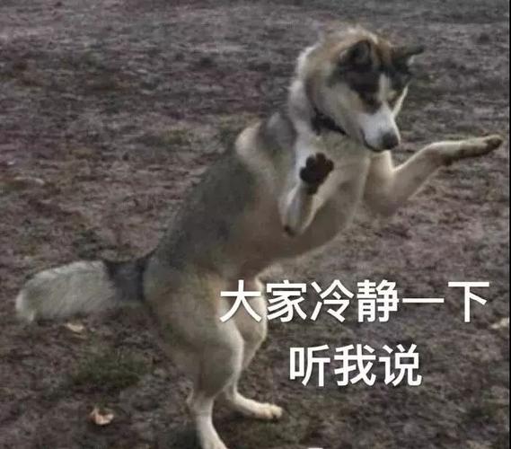 训练狗狗冷静