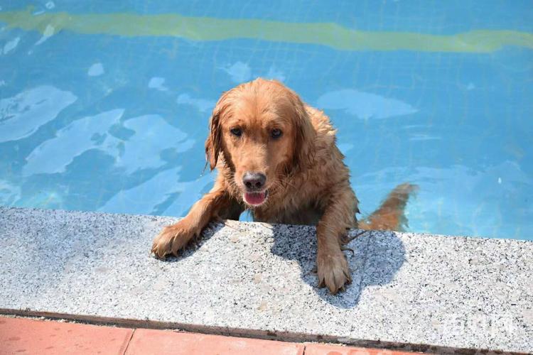 广东小犬训练地址