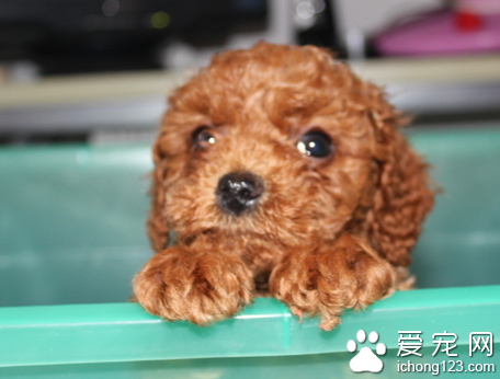 泰迪2个月咬人怎么训练