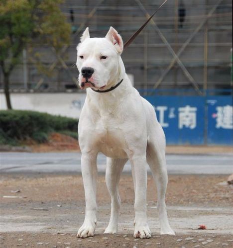 杜高怎么训练咬合力