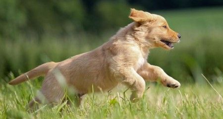 如何训练狗狗关门