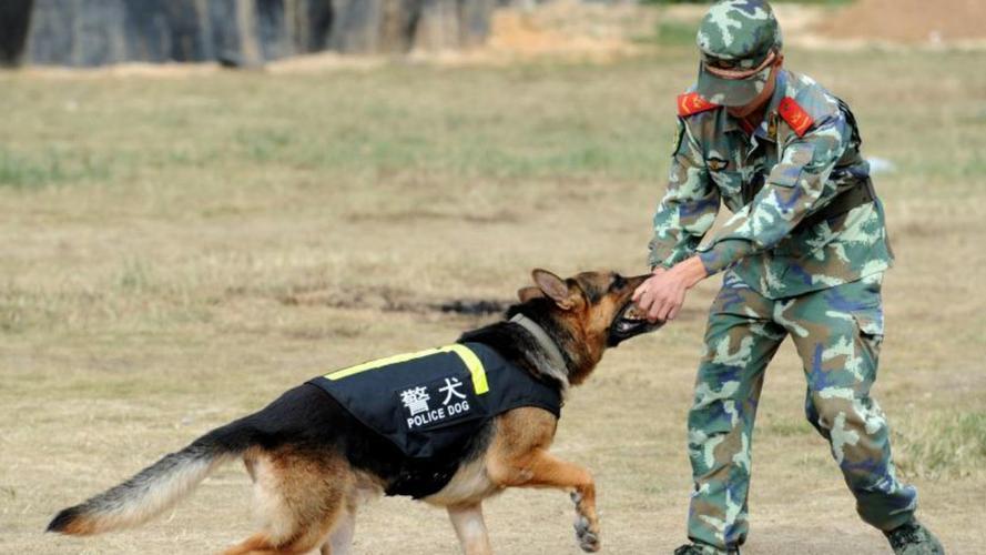 警犬训练知识