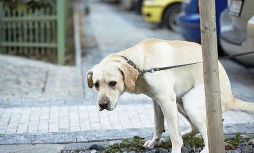 怎样训练狗拉屎