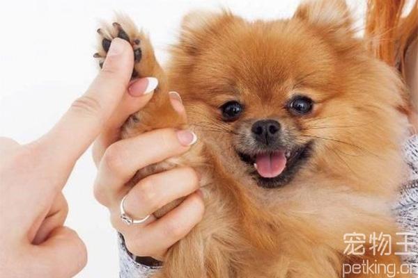 博美犬训练视频教程
