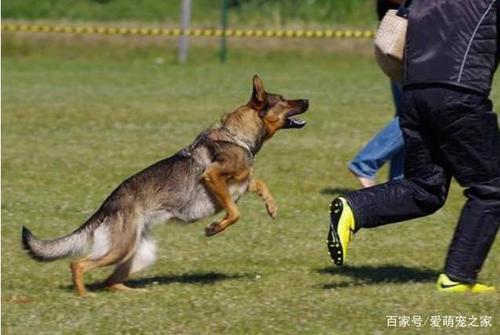 怎样训练狗攻击