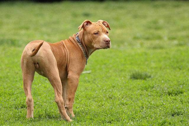 比特犬肌肉训练大全