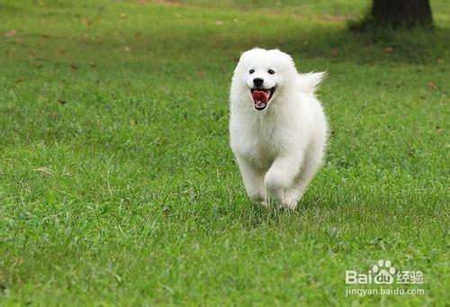 怎样才能训练狗起来