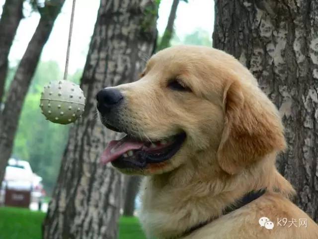 怎样训练犬的注意力