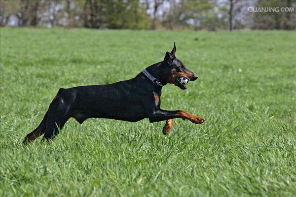 怎样训练杜宾犬扑咬
