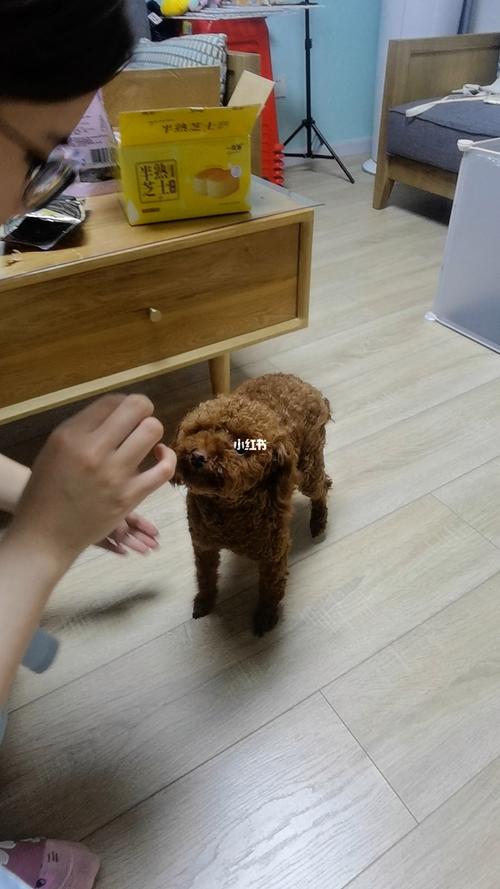 怎么训练泰迪坐下握手