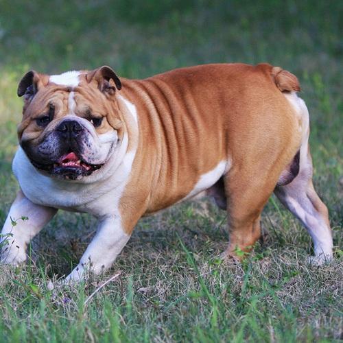 英国斗牛犬训练教程