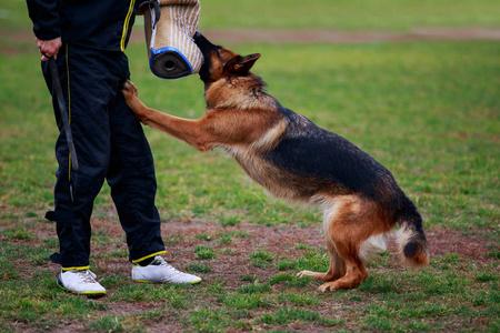 犬护卫训练