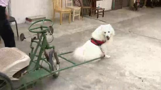如何训练狗坐二轮车